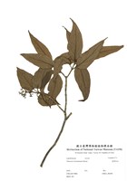 藏品(臺灣莢蒾)的圖片